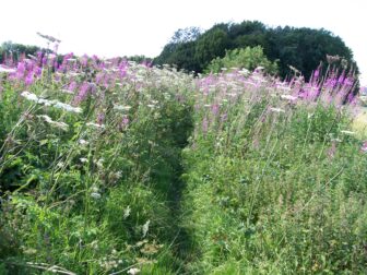 Overgrown footpath by Michael, licensed under CC-BY-SA-2.0. A field of pink flowers with a dirt trail cutting through them.